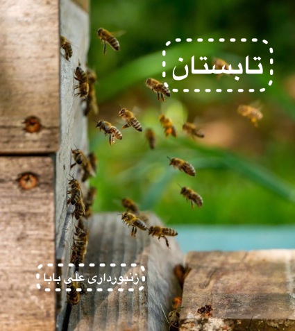 زنبورداری در تابستان