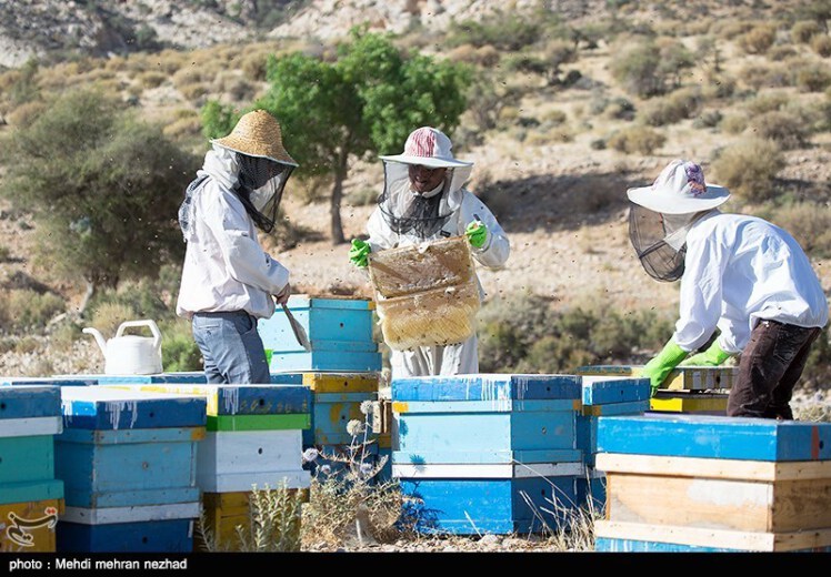 اصلاح نژاد زنبور برای افزایش تولید عسل در اردبیل