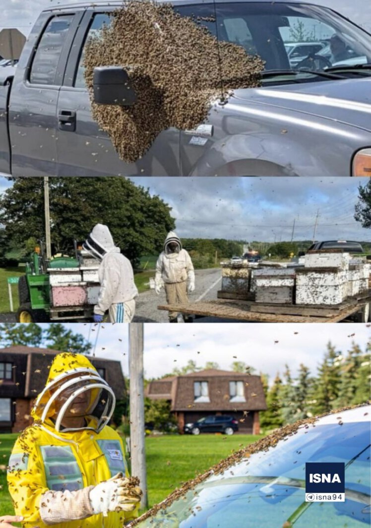 فرار میلیون ها زنبور عسل از یک کامیون در کانادا