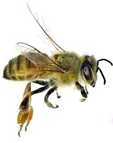 نیم رخ زنبور عسل