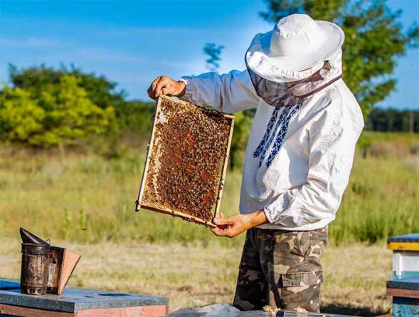 زنبور عسل چه چیزهایی تولید میکند؟
