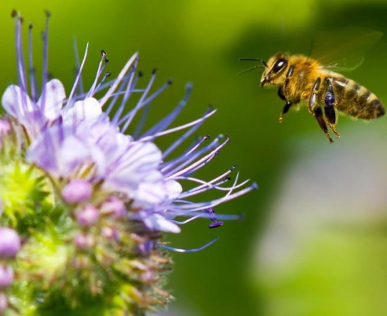 عسل تک گل چیست؟