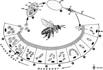 بیماری نوزما زنبور عسل