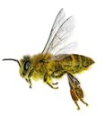 زنبور عسل در تهران