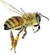 پشت زنبور عسل