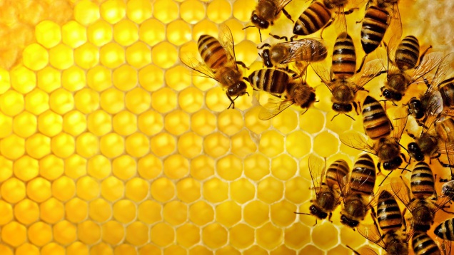 آیا عسل مدفوع زنبور است؟