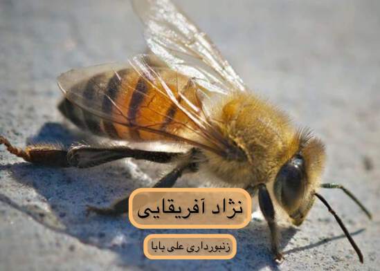 زنبور عسل آفریقایی