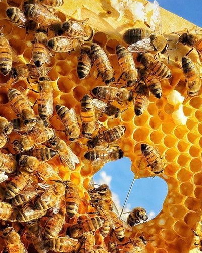 راهنمای خرید عسل