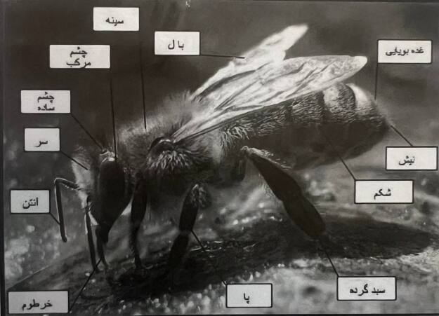 آناتومی و ریخت شناسی زنبور عسل