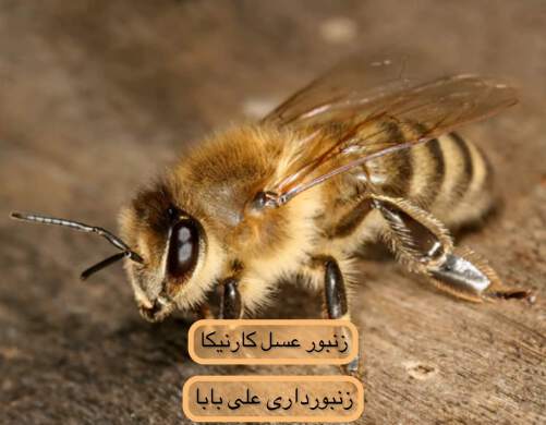 زنبور عسل کارنیکا