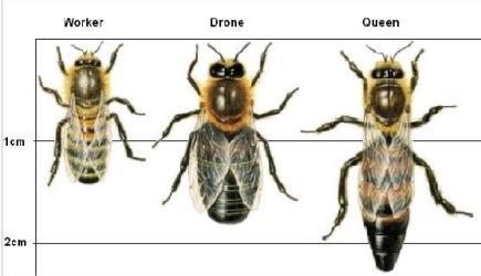 زنبور ملکه زنبور نر و زنبور کارگر