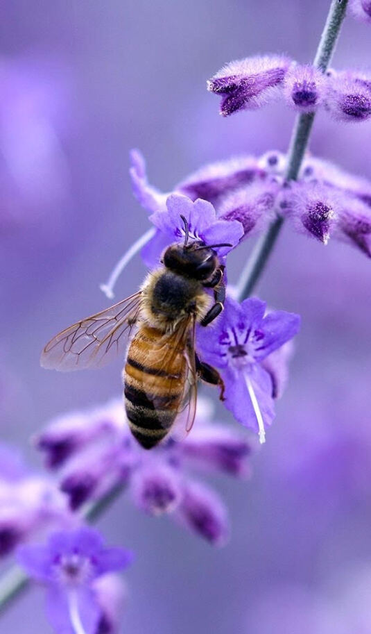 همه چیز درباره زنبور عسل