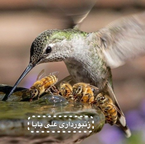 آب خوردن زنبور عسل