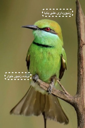 پرنده سبز رنگ