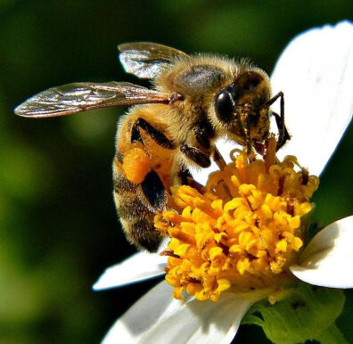 عمر زنبور عسل چقدر است؟