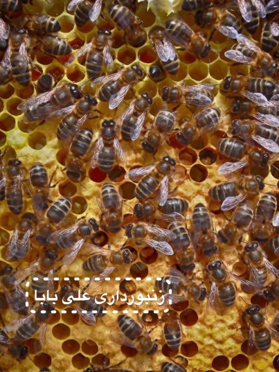 زنبورهای کارگر