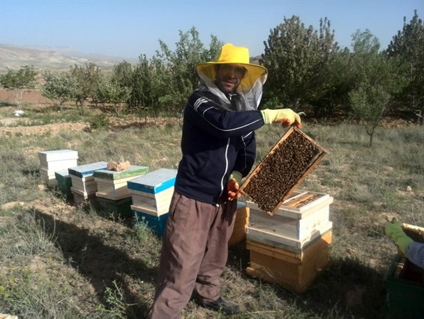رونق زنبورداری در خاش