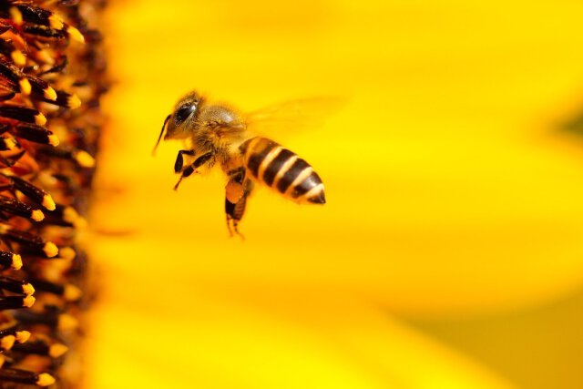 زنبور عسل چیست؟
