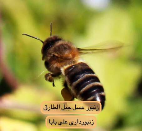 زنبور عسل جبل الطارق
