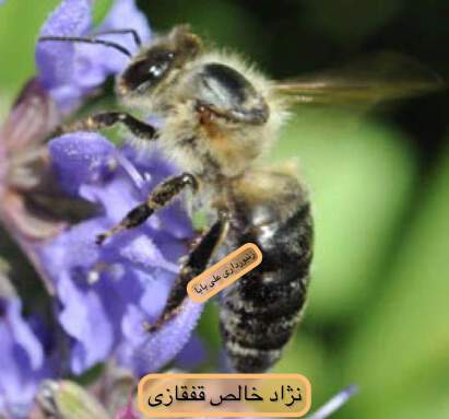 زنبور عسل قفقازی