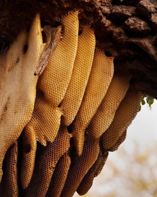 تولیدات زنبور عسل